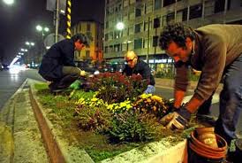 guerrilla-gardening