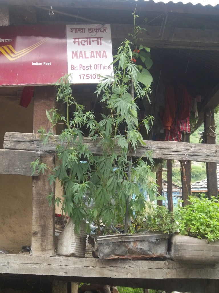 Malana