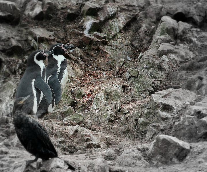 isole ballestas perù