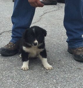 cucciolo di norcia