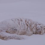 notifiche scomparse neve terremoto animali