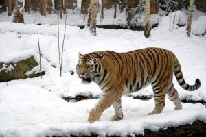 tigri siberiane abbattono il drone