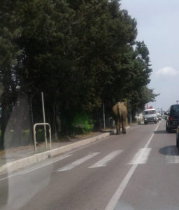 Elefante in fuga a Viterbo