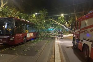 albero cade su bus