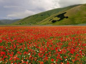 Castelluccio